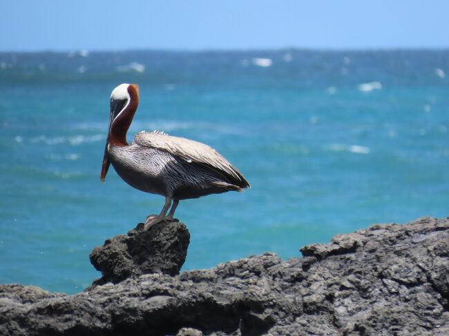 エクアドル旅行(1)個人手配で2泊3日ガラパゴス諸島(サンタ エクアドル旅行(1)個人手配で2泊3日ガラパゴス諸島(サンタ