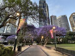 シドニーの春の訪れを伝える鮮やかな紫色のジャカランダ。日本の桜のような花だとか。