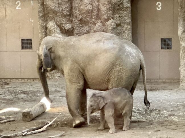 名前はタオに決まったお(よ)！円山動物園で待ってるゾウ♪』札幌