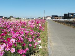 東鷲宮駅から歩いて7分くらいでコスモスロードへ到着です