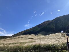 仙石原すすき草原