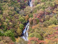 例年であれば見頃の時期。
まだ緑が多いな。