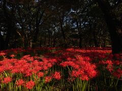 巾着田曼珠沙華まつり