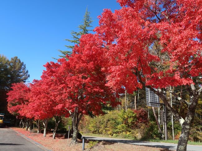 鹿の角 山梨県八ヶ岳清里