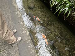 水路には錦鯉。郡上八幡といえばこれですね。