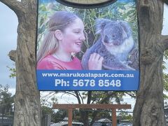 まずはMARU動物園
コアラやカンガルーを見ると聞いていて、オーストラリアに数回来ている私としてはとても軽んじていたのです。