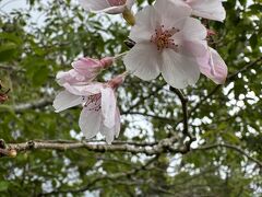 　コーンウォール公園に移動し、最後に残った数輪のサクラを発見。

I went to Cornwall Patk. I saw the last few cherry blossoms there.