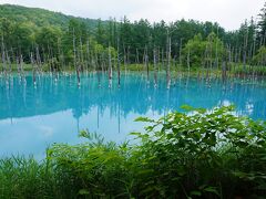 美瑛(白金) 青い池