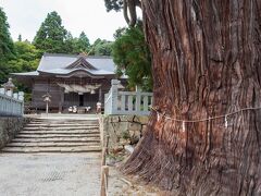 レンタカーを借りてまずは玉若酢命神社を訪れました。
静かで雰囲気がいいです。

何より写真手前に映っている八百杉のすごいこと…