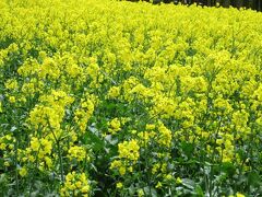 菜の花の季節です