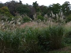 少し距離はありましたが、続いてやってきたのが都立狭山公園。すすきがきれい！風に揺れていました。季節を感じられました。