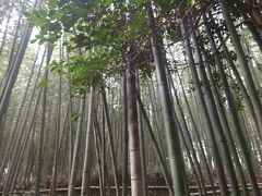 お腹も満足したということで
そのまま足を延ばして竹林の小径へ。

鎌倉にも竹林がありますが
そことはまた違った雰囲気。
