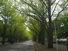 朝から来たのは北海道大学。イチョウ並木が美しいです。