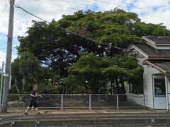 長いトンネルを抜けて讃岐財田駅に到着
徳島県から香川県に入りました

駅前に樹齢700年を超える
大きなタブノキがあります
かなり大きいです
