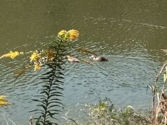 大池公園の池。この池には水鳥がたくさんいました。