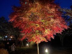 山中湖傍での紅葉まつりへ。ライトアップでとても綺麗です。