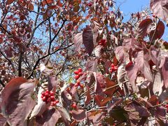 5番目のスポット　三鷹市農業公園。
赤い実がきれい。