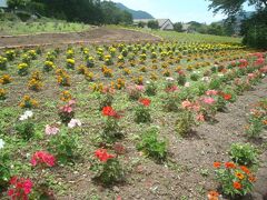 ラベンダーの向かいにある花畑もきれいでした。