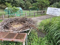コウノトリの生態が学べる、豊岡市立コウノトリ文化館。
豊岡は、日本最後のコウノトリの生息地だったそう。

館外には、コウノトリの巣の模型が。