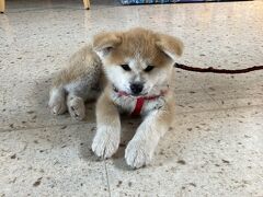 大館市観光交流施設 秋田犬の里