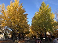 最後に、北海道大学金葉祭。見事な、いちょう並木の紅葉スポットにやってきました。
