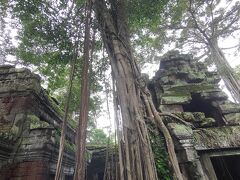 最初はタ・プローム
木が遺跡を覆い尽くしている