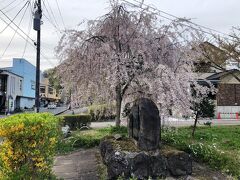 新潮社記念文学館付近の枝垂れ桜