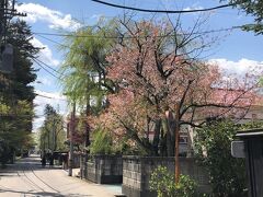 西宮家付近の枝垂れ桜