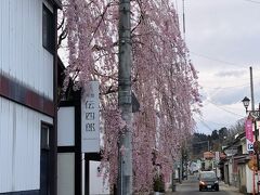 藤木伝四郎商店付近の枝垂れ桜
