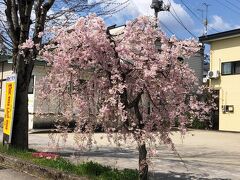 仙北市観光情報センター「角館駅前蔵」付近の枝垂れ桜