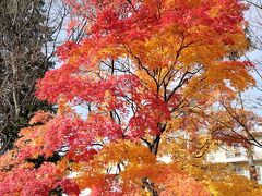 真駒内駅前バス停の紅葉