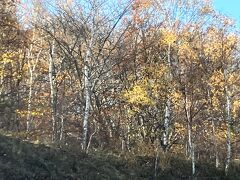 八千穂高原白樺群生地を通りがかります。まだ少し黄葉が残っています。