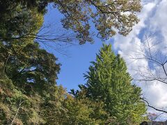 静原神社で大福休憩。
まだ紅葉には早いですね。銀杏が異臭を放ってました。