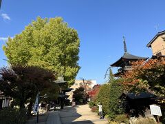 飛騨国分寺の大イチョウ