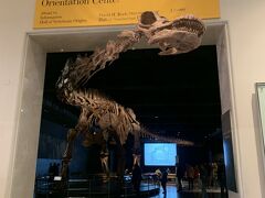 フロア４　オリエンテーションセンター
恐竜ティラノサウルスの骨がダイナミックに展示されています。