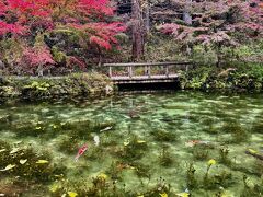 名もなき池(通称モネの池)