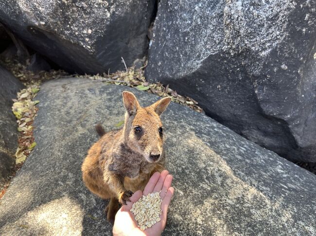 個人手配で行く！ケアンズ＆ウルル自然と動物大満喫の旅～ケアンズ3日