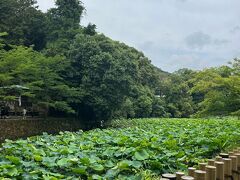 竹林抜けたら蓮が群生してる小倉池が綺麗でした。
奥に見えるのは御髪神社
やっと人も減ってちょっと回復…