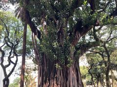 ブラジルの公園にこのような巨木が多くあります。
