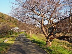 その土手には、河津桜が植えられています。早春には まるで桃源郷のように、千本桜が咲き乱れるコトでしょう。。