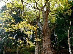 贄川宿を出て国道を歩いていたら長野県天然記念物「贄川のトチ」の看板。
通り過ぎようかと思ったけど、気が変わってちょっと立ち寄り。
きつい坂を上ったら大きな大きなトチノキに出会いました。
パワー頂きました。