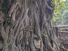 有名な菩提樹に埋まった仏像。
仏教で大事な木、菩提樹と沙羅双樹となんだったっけな…それぞれアユタヤのお寺にはたくさん生えているそうです。