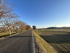 倉敷→総社と乗り継いで降り立ったのは「足守駅」

なんもありません。
これは桜の木かな・・・？と思いましたので春はきれいかも。