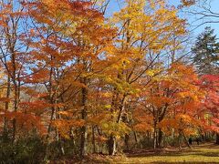 国民休暇村前の庭？が綺麗に紅葉してます。　