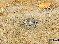 ラムサール条約湿地「名蔵アンパル」