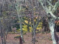 お次は本栖湖へ。鹿さんがいました！！
こっち見ててかわいかった( ´∀｀ )