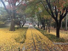 宗廟は銀杏の葉の黄色い絨毯。美しかった‥。
真ん中のちょっと盛り上がった部分は神様の通る道なので通らないように。