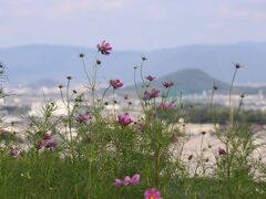 九品寺
畝傍山と曼殊沙華