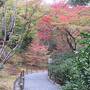 紅葉を見に京都・滋賀に行き、見たのは、激しく降る雪でした。