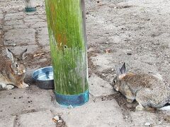 船を降りたら、さっそくピョンピョンうさぎたちに会えた。
(ﾟ∀ﾟ*)

息子たちが通っていた幼稚園や小学校で飼われていたうさぎより小柄だ。
栄養状態が良いのだろう、毛並みも良い。